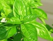 Basil herb